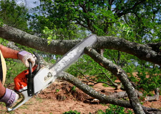 Best Tree Preservation Services  in West Pensacola, FL